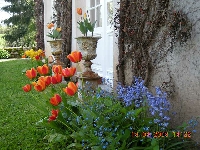 Spring flowers outside the salon
